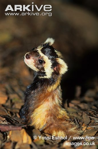 Illustration for article titled Monday Mustelid - Vormela peregusna Edition
